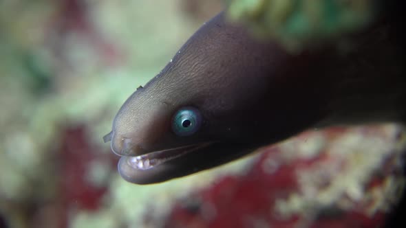 White-eyed moray eel super close up in front of camera on coral reef