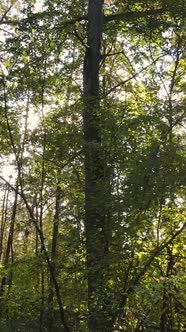 Vertical Video of a Forest in an Autumn Day