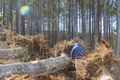 Worker cutting down fallen trees in park after a hurricane - PhotoDune Item for Sale