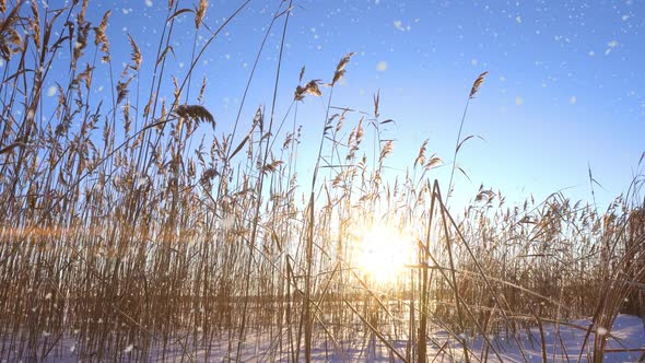 Reeds Sways in the Wind Against the Backdrop of Snow with Sunset