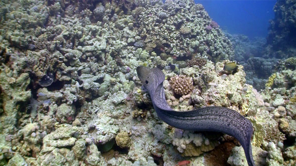 Moray On Coral Reef