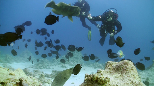 Napoleon Fish And Divers On Coral Reef