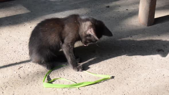 Small black feral kitten plays alone with green strip of grass