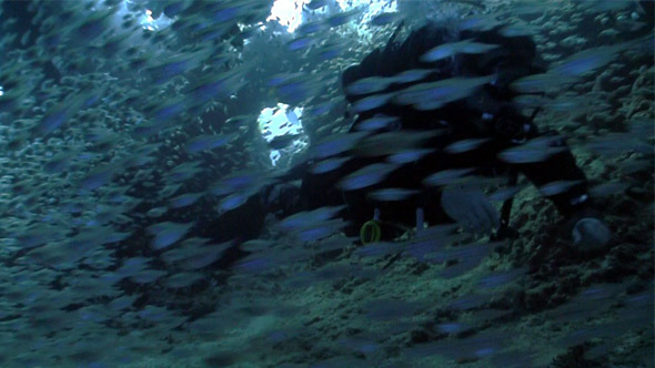 Huge Shoal Fish On Coral Reef