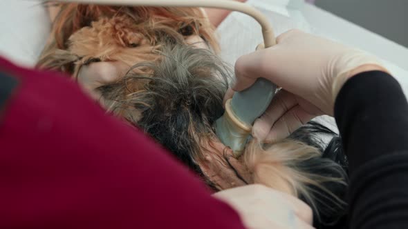 Ddoctor makes an ultrasound of a Yorkshire terrier puppy dog on examination in a veterinary clinic