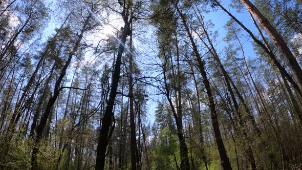 Forest with Pine Trees During the Day POV