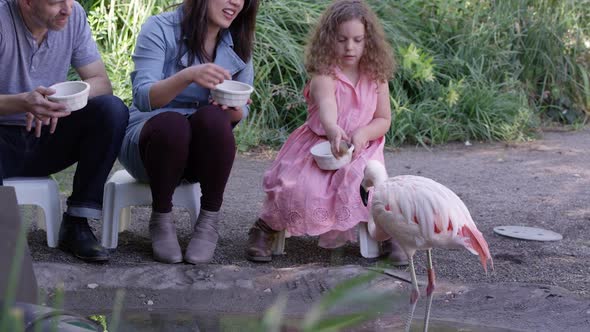 Family feeding flamingos at an aviary