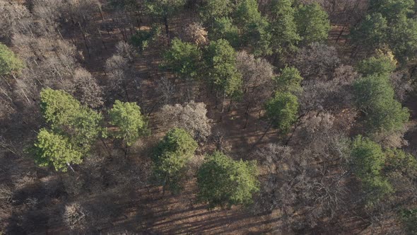 Early morning sun over evergreen forest 4K drone video