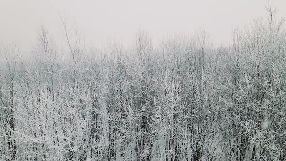 Smooth take-off of a drone over a winter forest