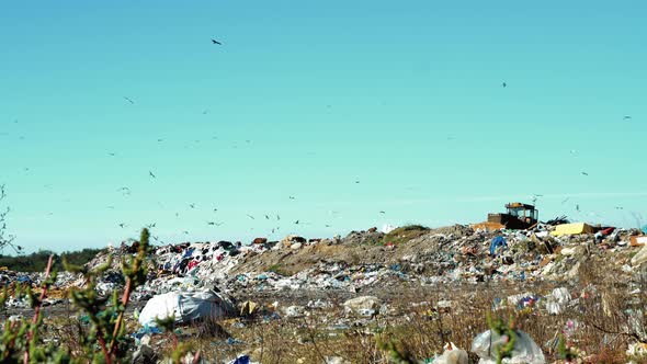 Garbage dump. Cows eat garbage. The herd is in the landfill.