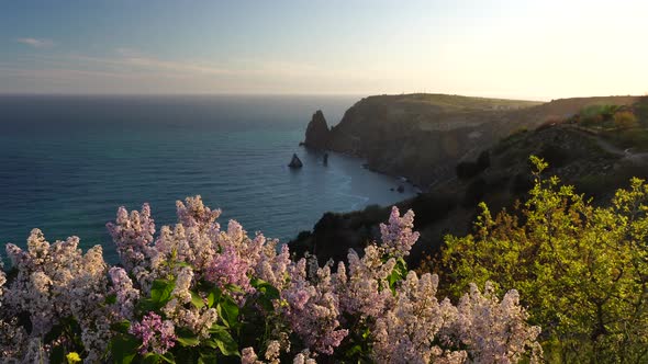 Blooming Branches of Lilac Against the Blue Sky on Sunset Over the Sea with Rocky Volcanic Cliff