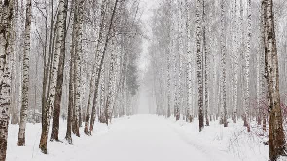 Slow Video As Goes a Heavy Snow in the Wood Large Flakes of Snow Wild Park Winter Trees the Massif