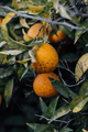 Citrus tree in the orchard affected fungus point disease. - PhotoDune Item for Sale