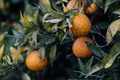 Citrus tree in the orchard affected fungus point disease. - PhotoDune Item for Sale