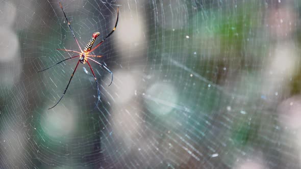 Close Exterior Static Shot of Golden Orbweaver Net in the Day