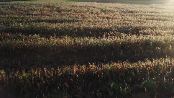 Aerial View of Green Wheat Field. Drone Flying Over Beautiful Natural Field at Sunset or Sunrise