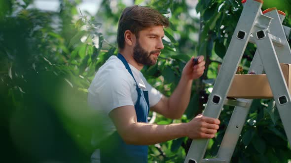 Farm Worker Harvesting Cherry Fruits From Trees in Peaceful Summer Garden