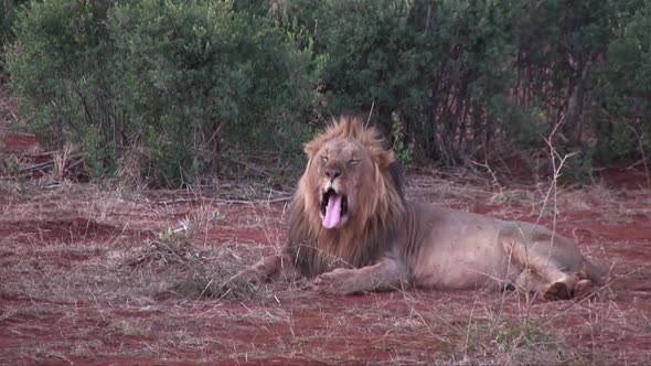 After big yawn, a male African Lion suddenly plops down to sleep