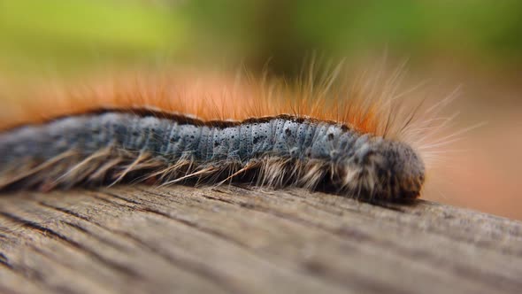 Extreme macro close up and extreme slow motion of a Western Tent Caterpillar as it walks along a pie