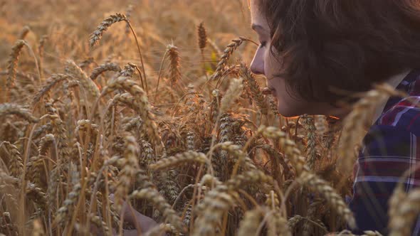 Joyful Woman Holds In Her Hands, Sniffs Bunch Of Ripe Ears Of Wheat. Agronomist Examines Cultivated