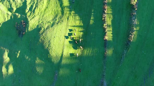 Aerial Bovines And Their Shadows