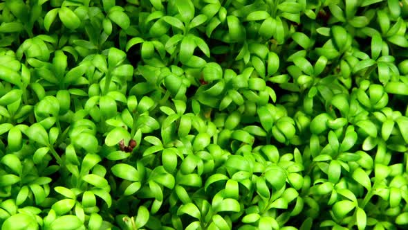 Cress Salad Sprouts Moving in Time Lapse