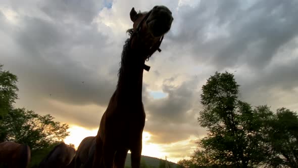 Brown and black horses with bound limbs grazing on green scenic field at sunset. Close up, 4K.