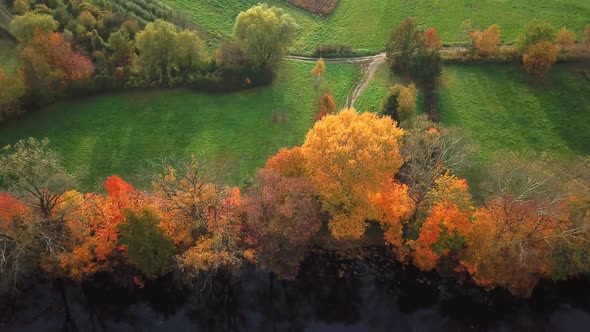 Red leaves on trees along the river in autumn. Aerial shot 4k