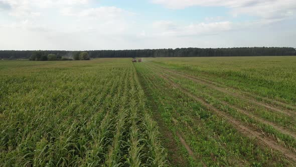 Harvesting corn from the field using a combine harvester