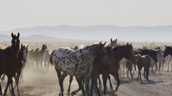 Multicolor herd of horses