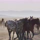 Multicolor herd of horses - VideoHive Item for Sale