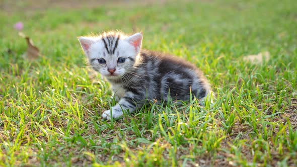 Cute American Short Hair Kitten Sitting And Crying On Green Grass