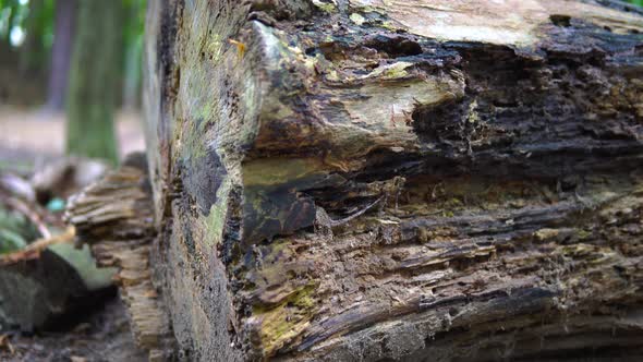 Rotten wood lying on the ground in forest. Close up with the cut-out tree trunk