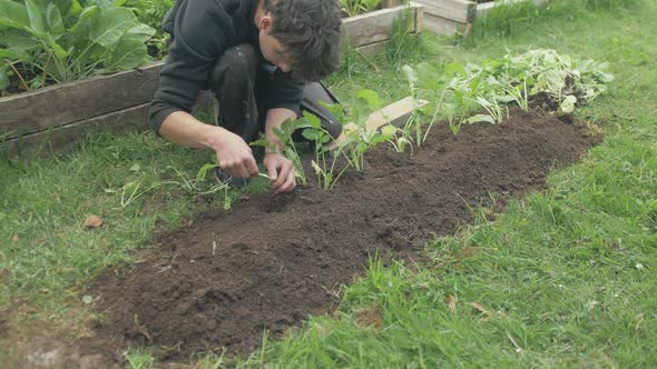 Young man transplants turnips into soil row