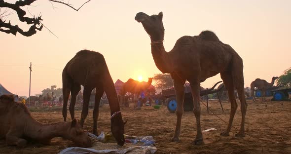Camels at Pushkar Mela Camel Fair Festival in Field Eating Chewing at Sunrise. Pushkar, Rajasthan