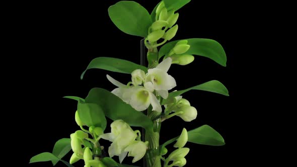 Time-lapse of opening Orchid Dendrobium