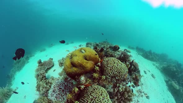 Coral Reef and Tropical Fish. Bohol, Philippines.