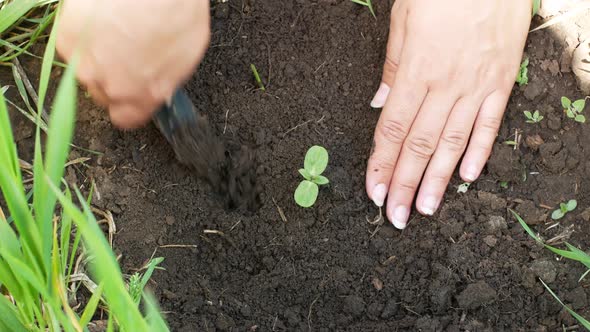 Farmer hands planting seedlings in the ground in the garden. Organic farming and spring gardening