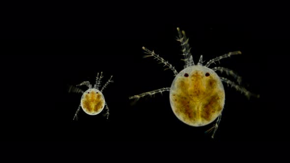 Mite Hydrachnidia Under the Microscope