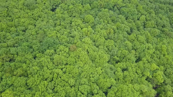 Very dense mixed green forest - view from above, aerial footage with no spaces, very tight. Nature N