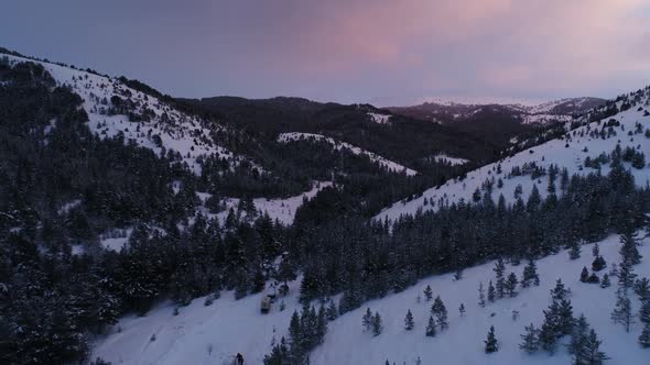 Forest Of Snow