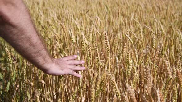 Farmer touches ears of wheat on agricultural field