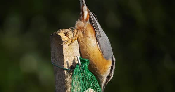 Eurasian nuthatch or wood nuthatch, (Sitta europaea) eating on a birdfeeder