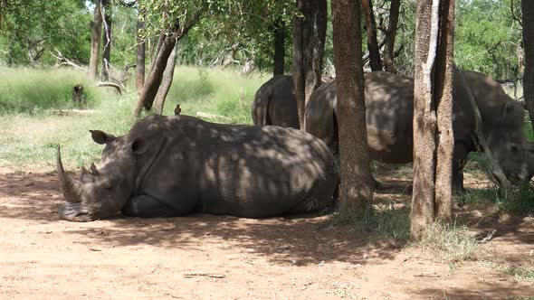 Rhino sleeping in the forest 