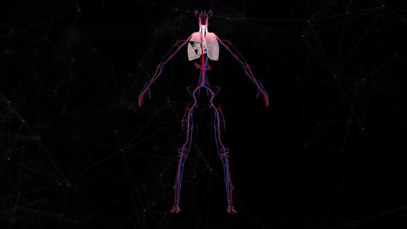 Female Cardio Vascular System V1 Hd