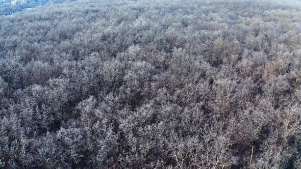 Forest landscape aerial view. Aerial drone view of winter landscape