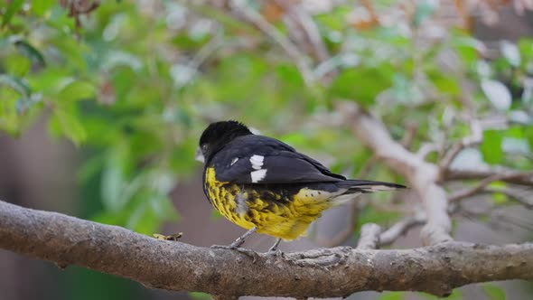 Black-backed Grosbeak perched on branch of tree in wilderness,close up shot