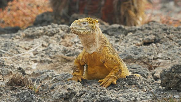 close up of a land iguana turning its head on south plazas in the galapagos