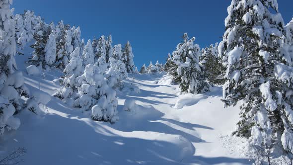 Snow Covered Trees