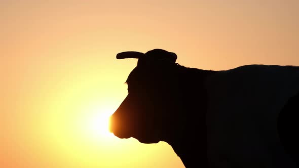 Cow's Silhouette at Sunset in a Meadow with the Sun Glowing